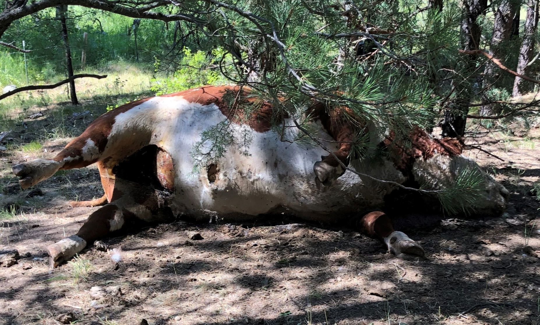 Bizarre Cattle Deaths